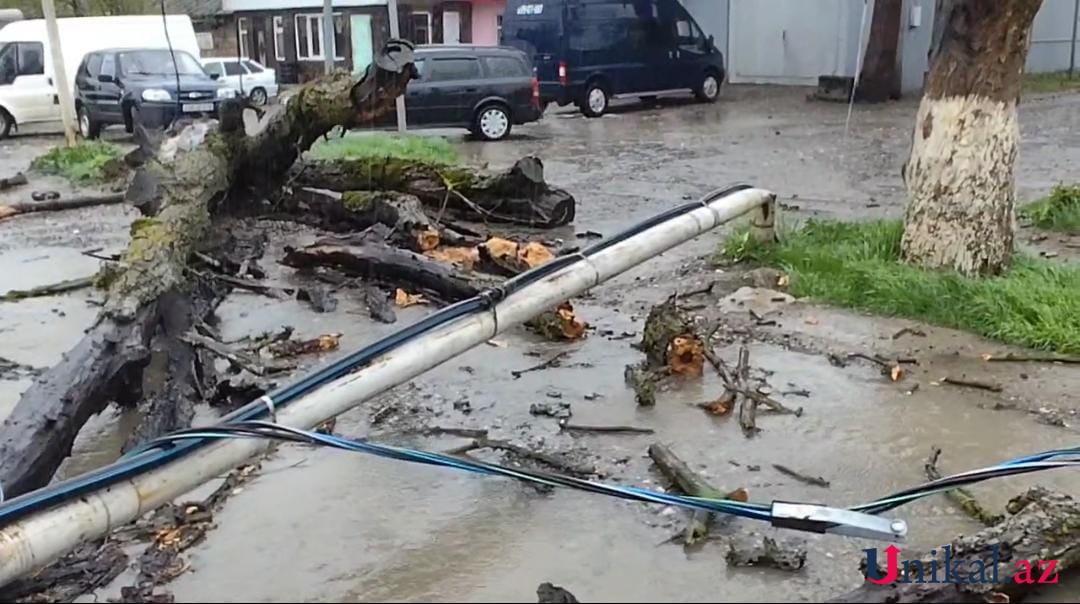 Qubada ağac yük avtomobilinin üzərinə aşdı - FOTOLAR